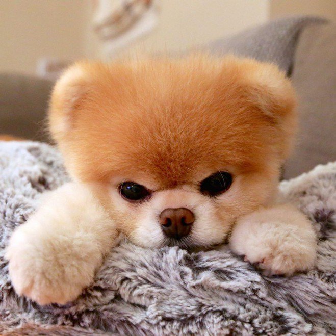 Boo, le chien le plus mignon du monde