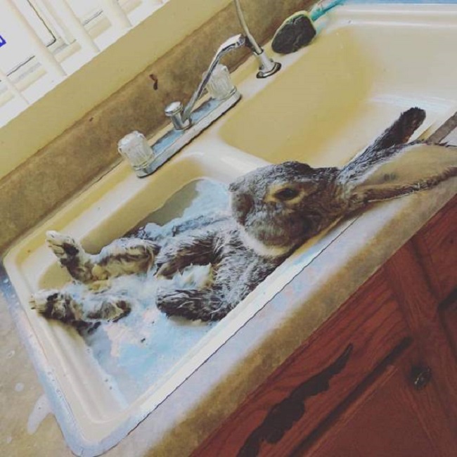 Lapin-prend-son-bain-dans-un-lavabo