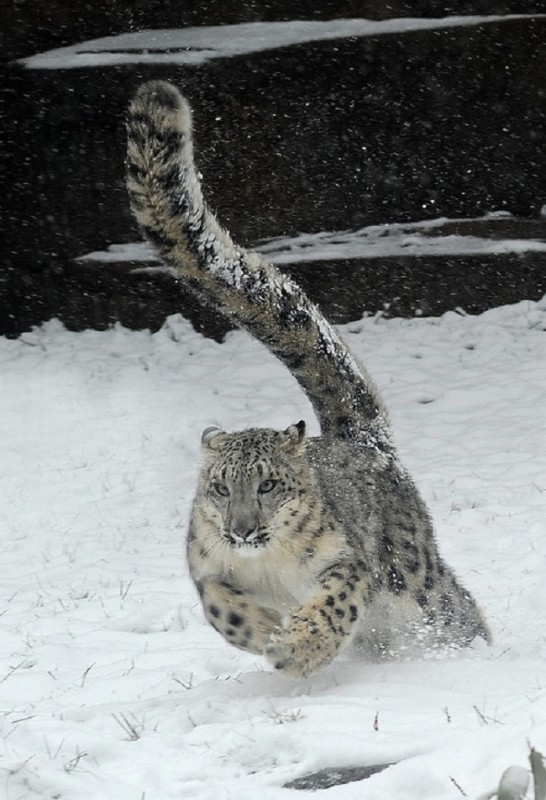 Leopard-des-neiges