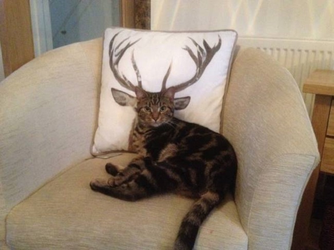Chat-cerf