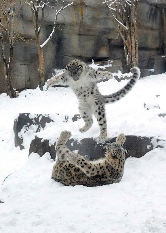 Leopard-des-neiges-de-6-mois-jouant-dans-la-neige