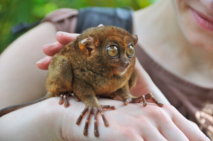 Tarsier--smallest-primate-lrg