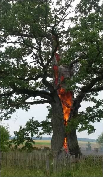 arbre-en-feu