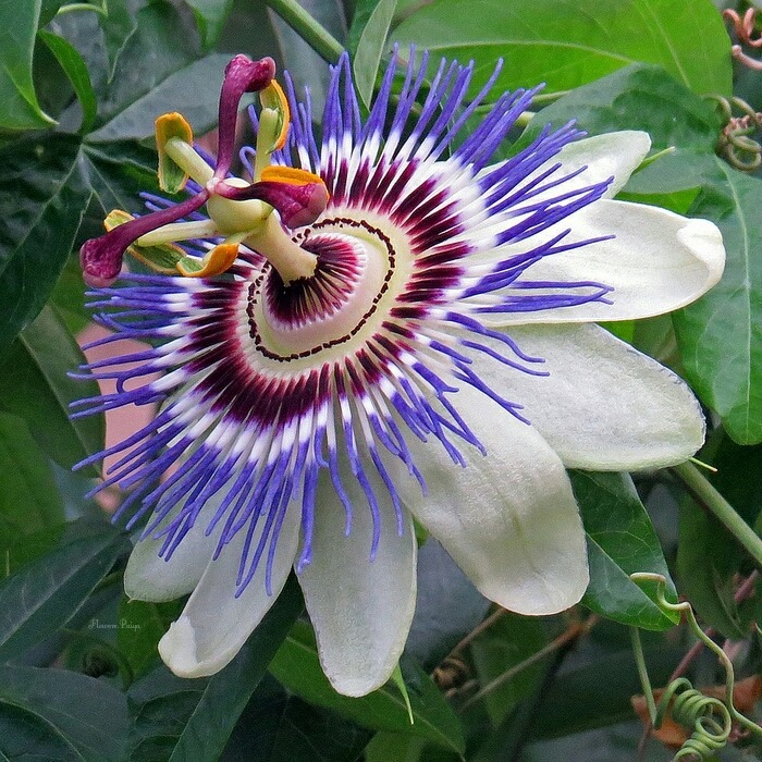 fleur-cehloue