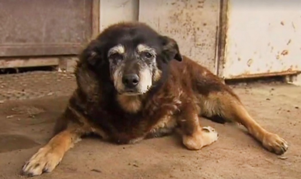 Le chien le plus vieux du monde vient de mourir à l
