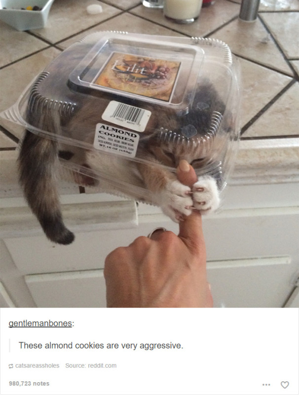funny-tumblr-cats-17-5811ce7ac0676__700