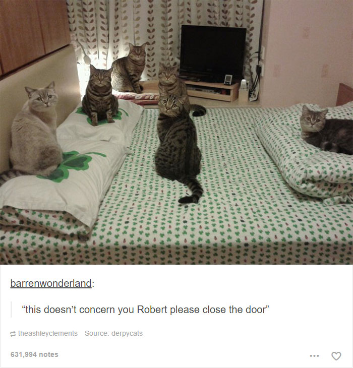 funny-tumblr-cats-50-5811ced268163__700