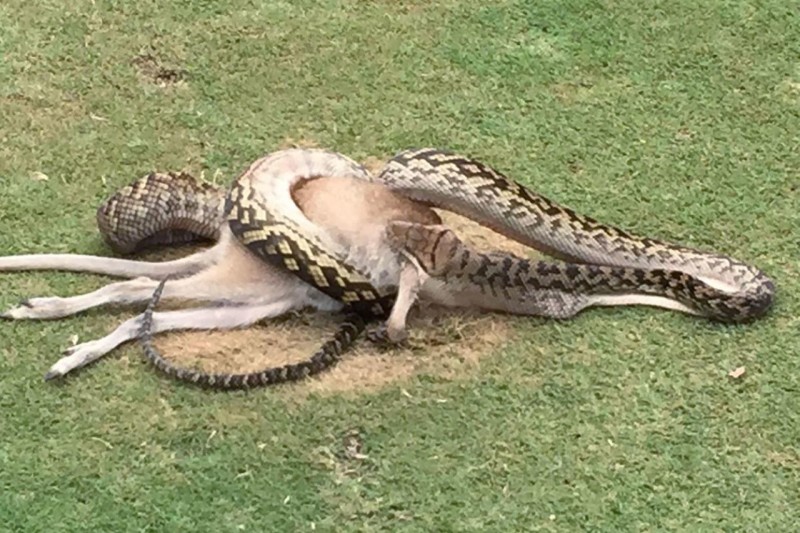 python-australie