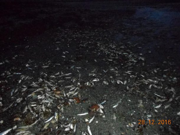 poissons-morts-canada-1-610x458