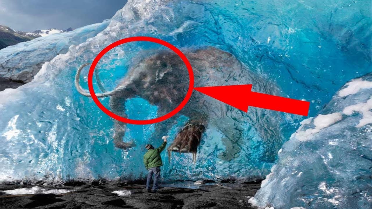5 ANIMAUX TROUVÉS CONGELÉS dans la GLACE ! Breakforbuzz