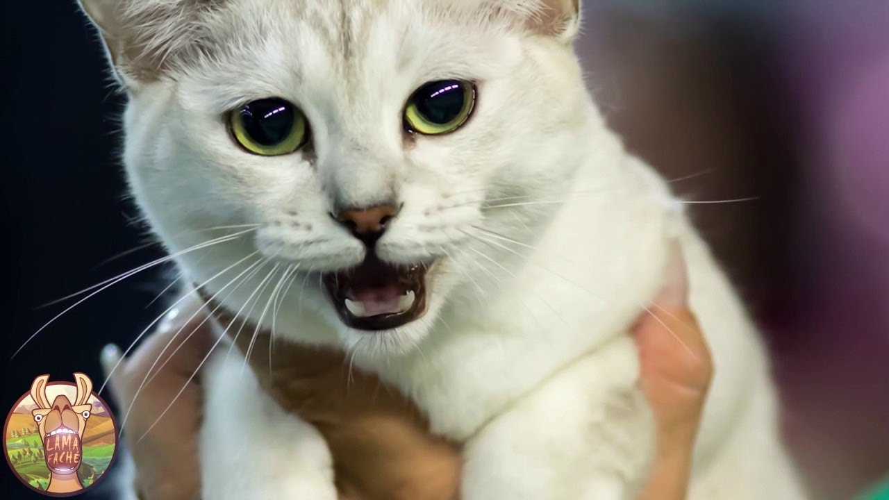 Chat Le Plus Dangereux Du Monde 10 RACES DE CHATS LES PLUS DANGEREUSES AU MONDE - Breakforbuzz