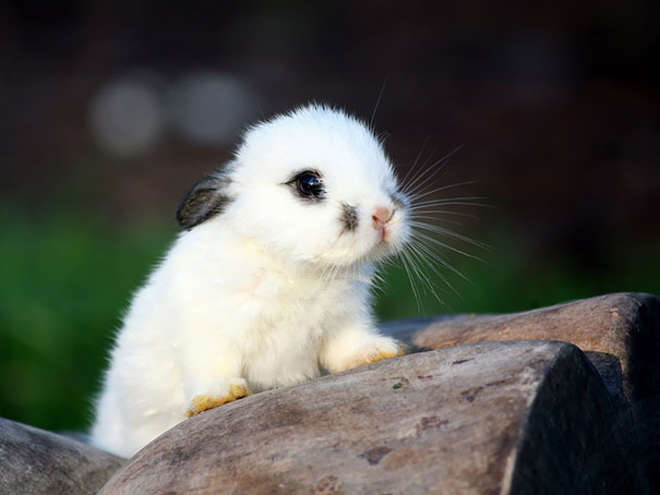 Les 20 lapins les plus mignons de la planète !! - Breakforbuzz