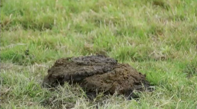Un pétard dans une bouse de vache