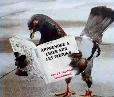 Un pigeon tente de séduire une femme…