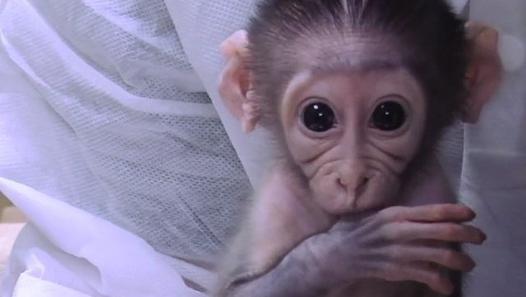 Un bébé singe heureux de retrouver sa maîtresse