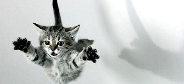 Un chat acrobate…