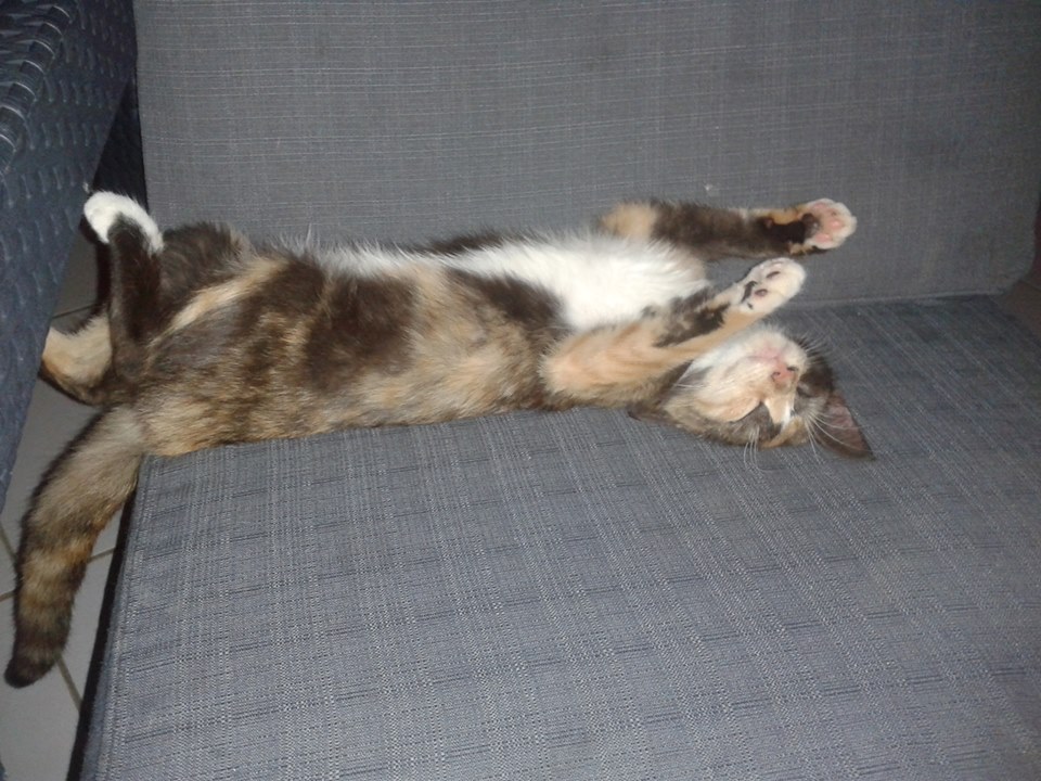 Sieste de chats : les improbables postures…