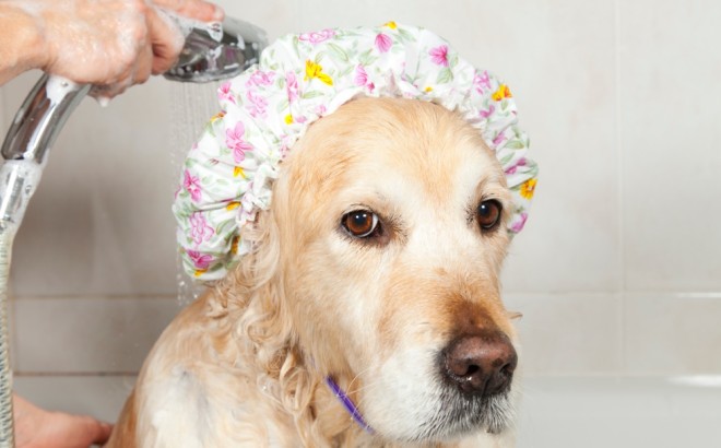 Tranche de vie animale : le bain