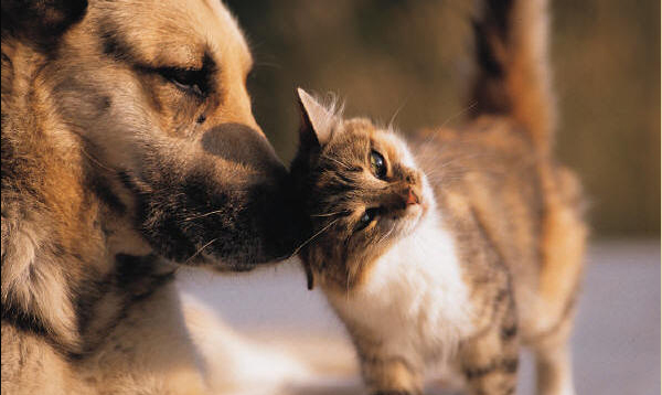 Couvre-feu : Un chien ramène le chat de la famille…