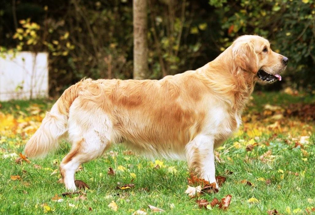 Un Golden Retriever mange un épis de maïs…