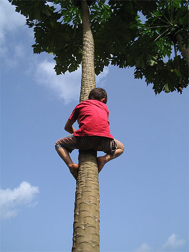 Comment grimper dans un arbre…