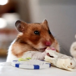 Un hamster mange des mini burritos