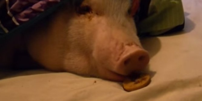 Le cochon est gourmand la preuve !