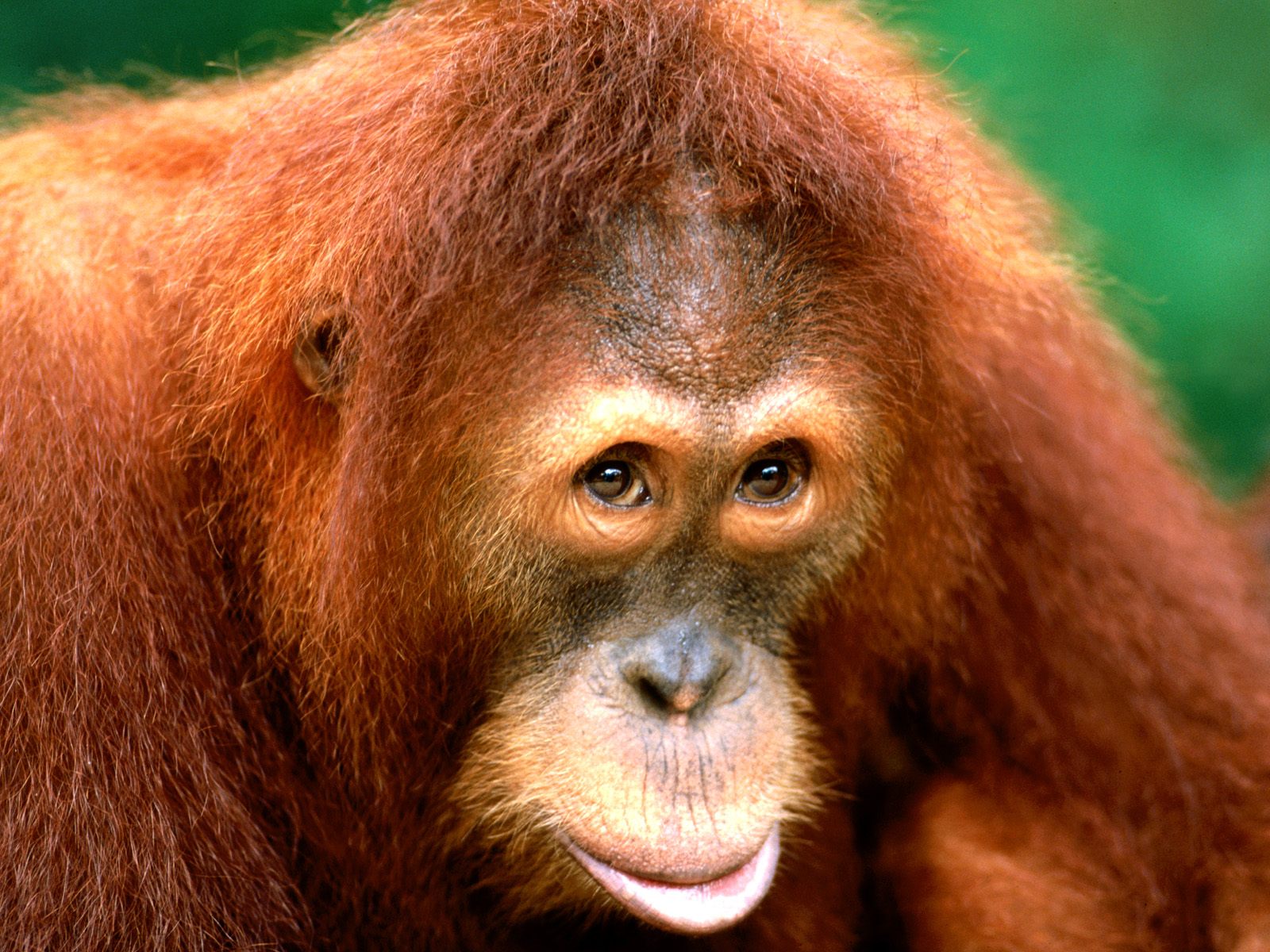 Un Orang-outan sauve un oiseau de la noyade !