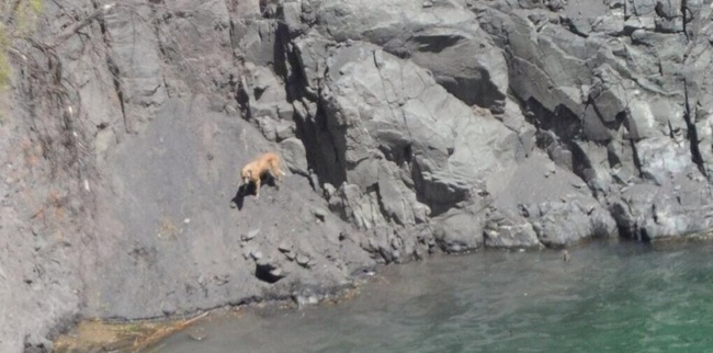 Sauvetage d’un chiot au fond d’un canyon…