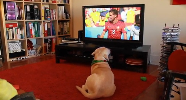 Un labrador est triste de la défaite du Portugal !!