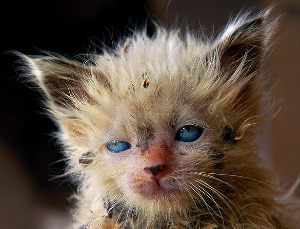 Un chaton abandonné s’est fait un nouvel ami au zoo…