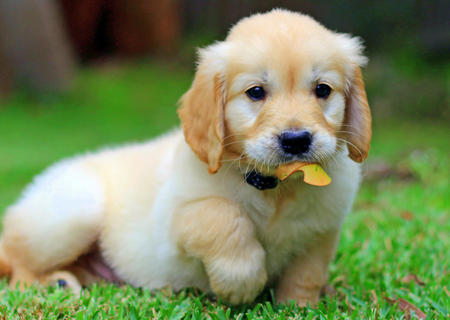 Un chiot réconforte un vieux golden retriever…