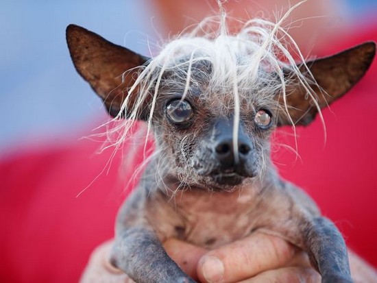 La guerre est déclarée par deux chiens séparés par une barrière…