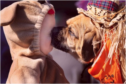 Un chien fait la toilette à un bébé…