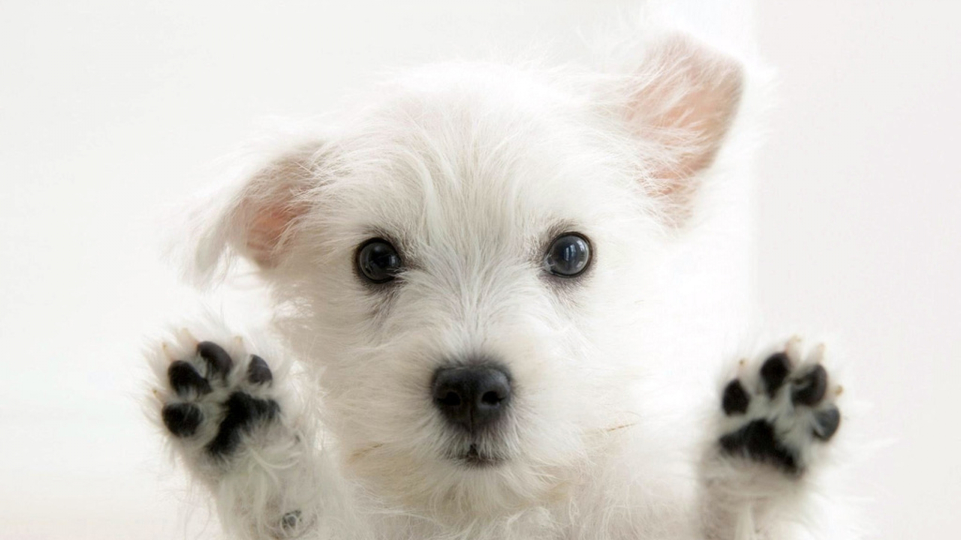 Instant Cute : Bébé s’amuse comme un fou avec des chiens…