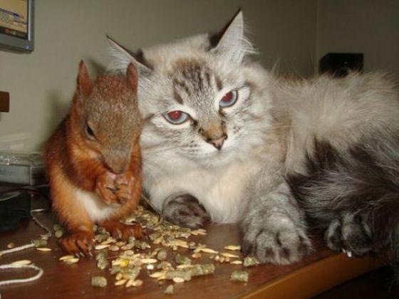 Un Ecureuil est plus rapide qu’un chat…