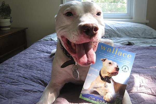 Le pitbull Wallace fête son dernier anniversaire…