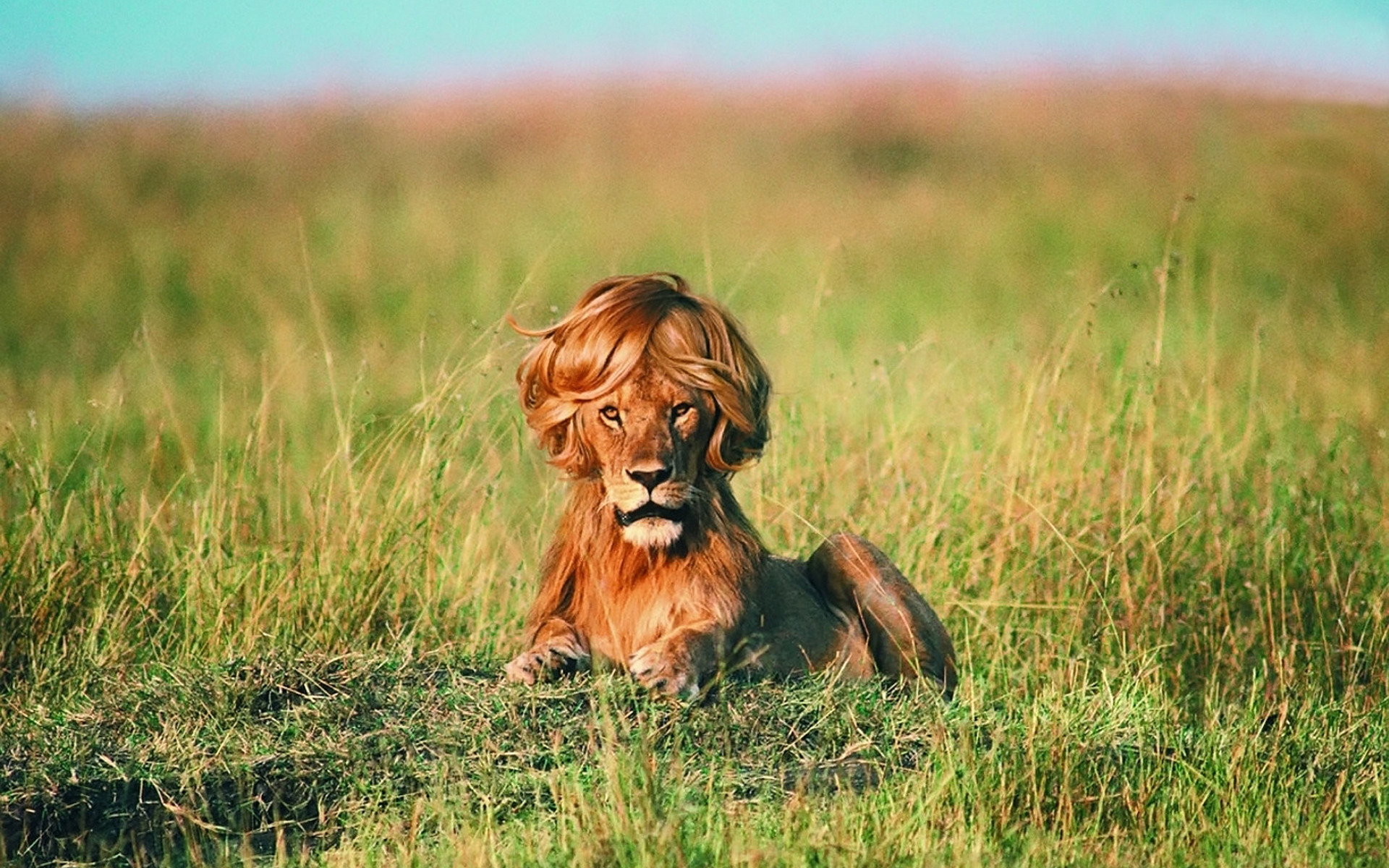 Un lion est-un gros chat, un comportement, SO CUTE !!