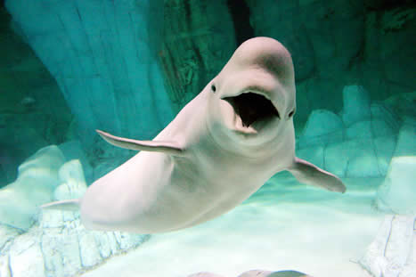 Un beluga joue avec des enfants…