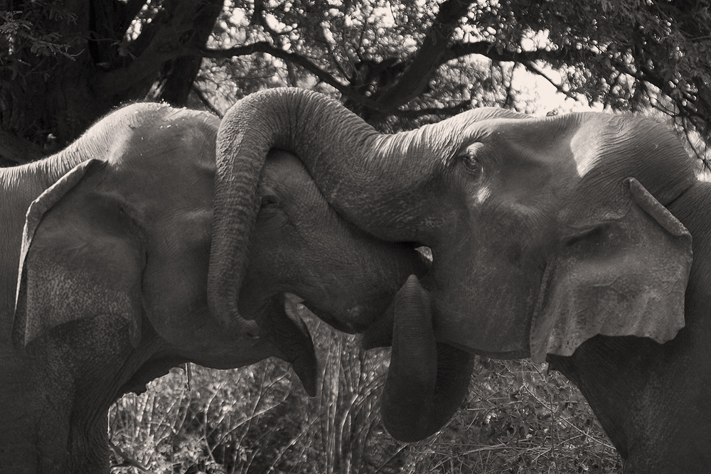 Des éléphants dansent sur du violon…