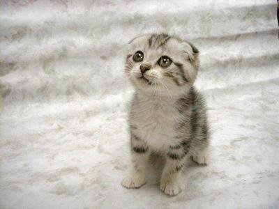 Regard d’un chat dans un miroir…