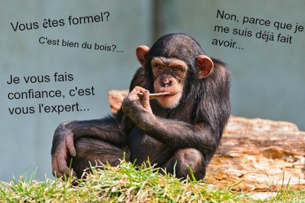 Expérience : les singes sont plus intelligents que les hommes !!