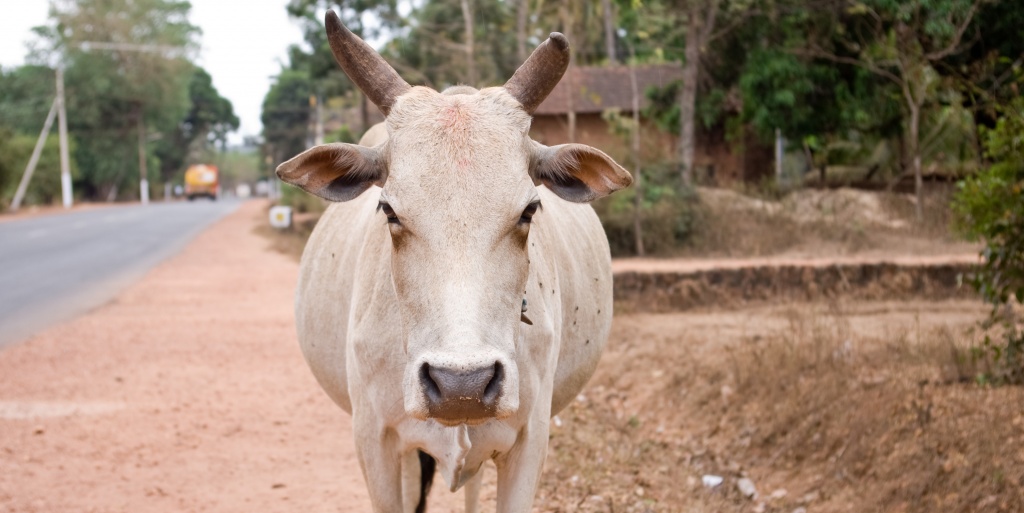 Comment voler une vache en Inde…