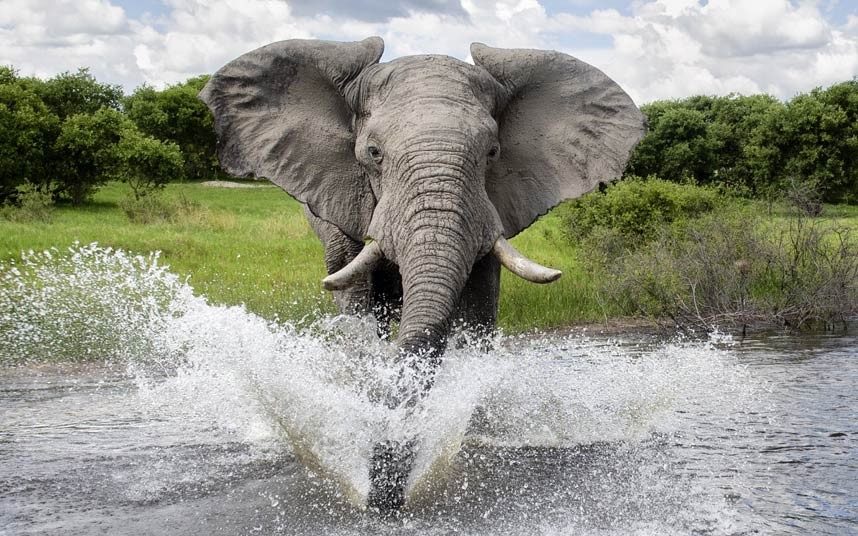 L’homme qui murmurait à l’oreille des éléphants…