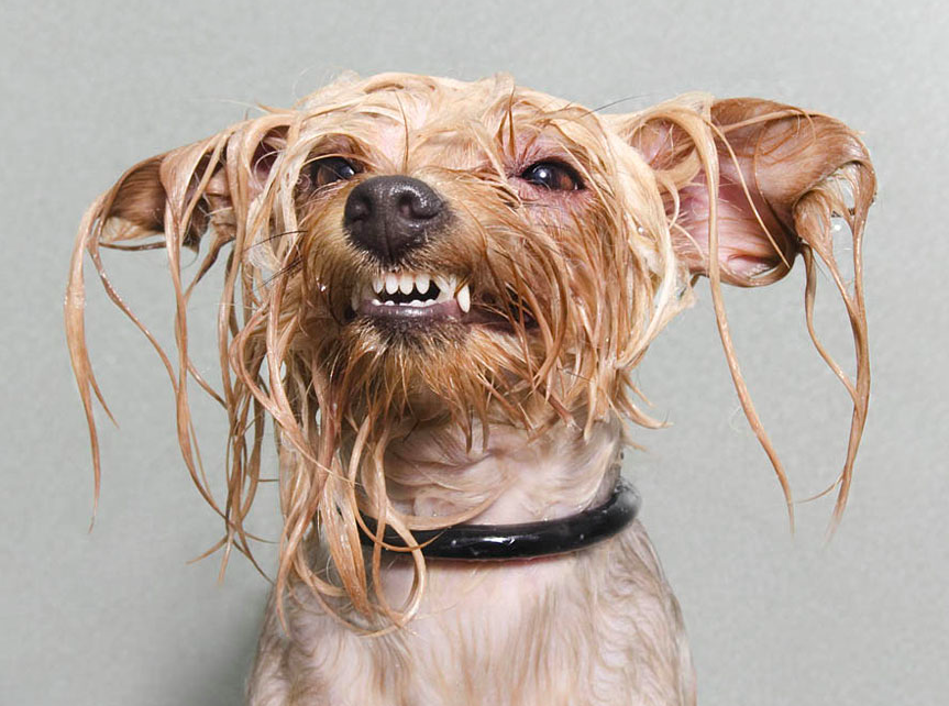 Ice bucket challenge d’un chien…