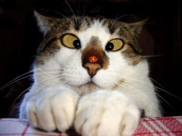 Miracle, un chat survit à l’effondrement d’un hôtel