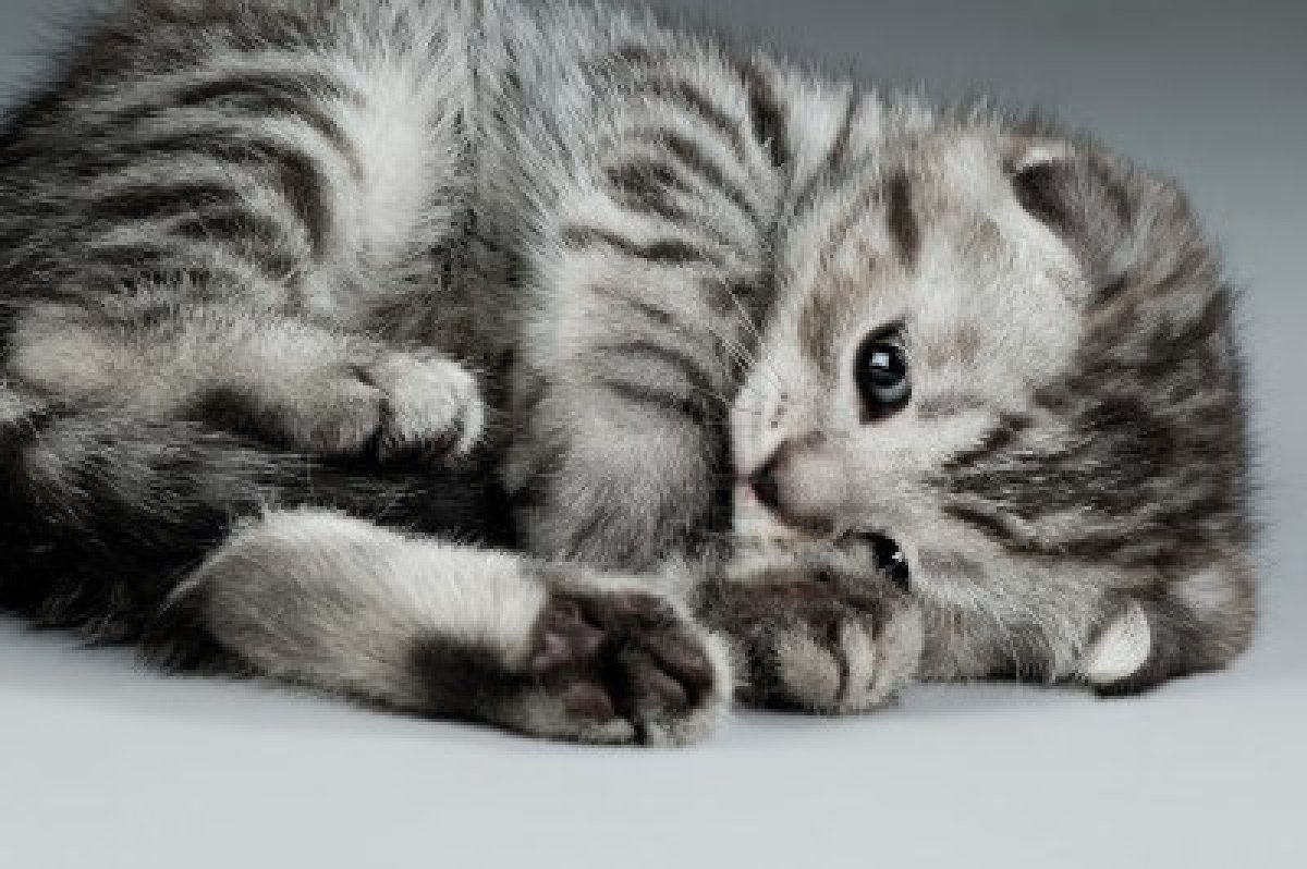 Mais où est le chaton ?