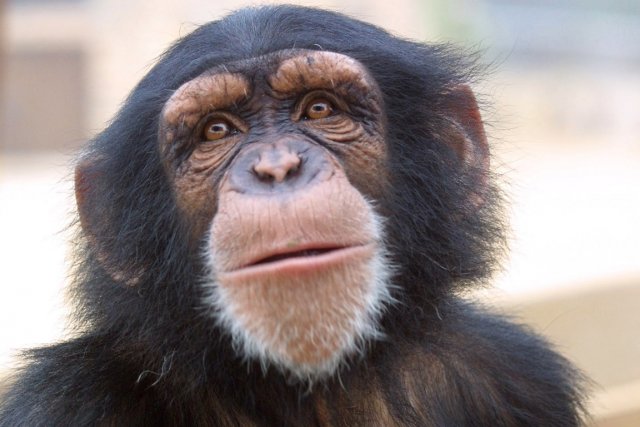 Des chimpanzés découvrent la lumière du jour pour la première fois !