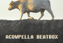 Acowpella Beatbox