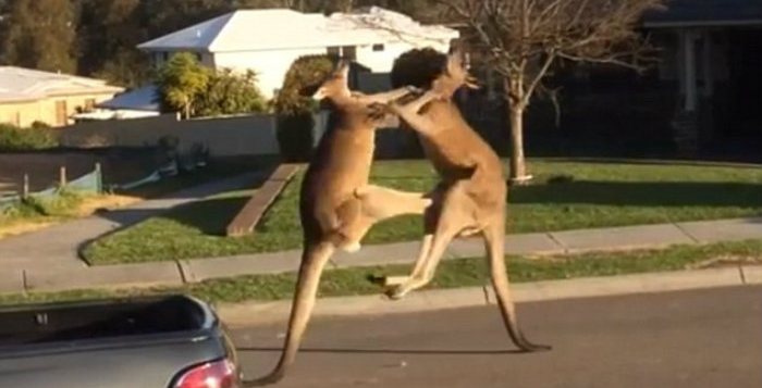 Bagarre de kangourous en Australie !